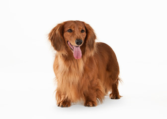 Brown dachshund on white background