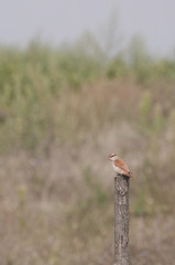 red-backed shrike female on a wooden pole, vertical view