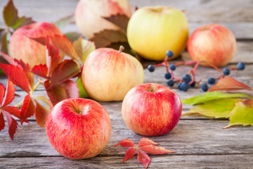 organic ripe red apples