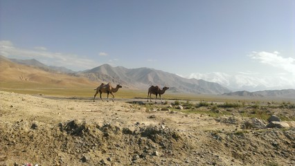 Chameaux en Asie centrale