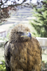Eagle falconry