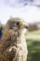 Eagle in nature