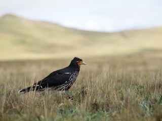 Quriquinge antisana ecuador andes