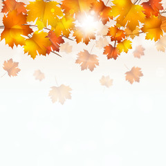 Naklejka na ściany i meble Autumn Yellow Leaves on White Background