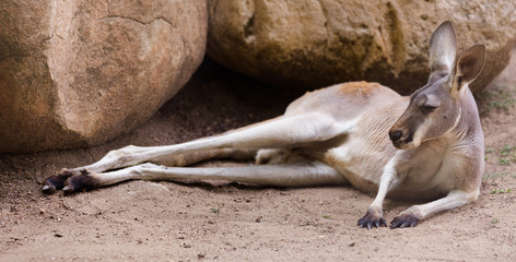 Kangourou roux allongé sur le sol
