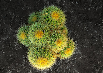 Golden barrel cactus from above © Spiber.de