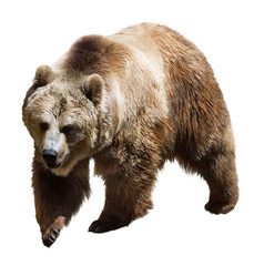 Fototapeta premium Bear. Isolated on white
