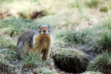 Naklejka na ściany i meble Portrait of a ground squirrel (Canada)