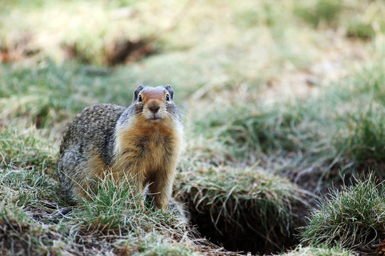 Portrait of a ground squirrel (Canada)