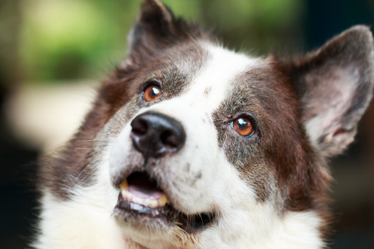 portrait Thai bangkaew dog