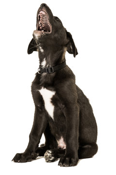jaulender Hund