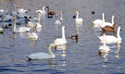 free swans on river