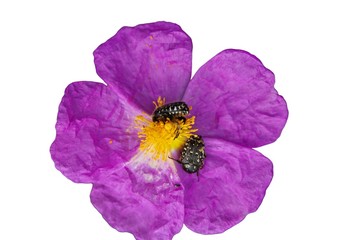 Naklejka premium Bee on a velvet flower