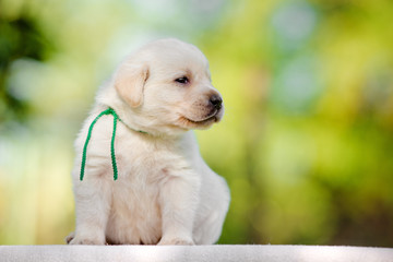 one month old labrador retriever puppy