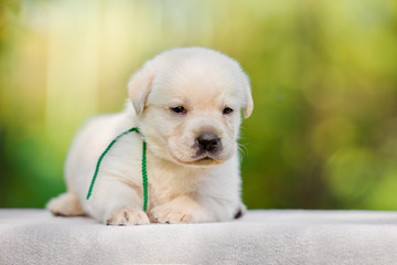 small puppy outdoors