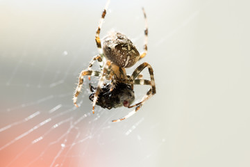 Close Up of Spider in Web