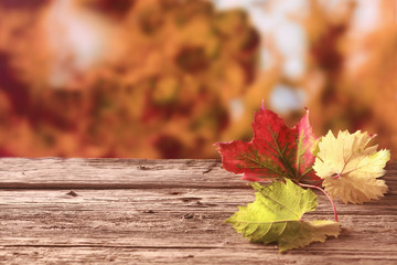 Naklejka na ściany i meble Three autumn leaves in red yellow and green