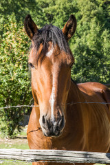 Quarter horse in posa