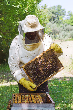 Apiculture
