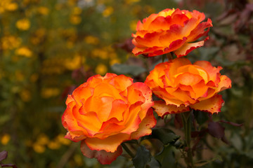 Rosa Tequila Sunrise