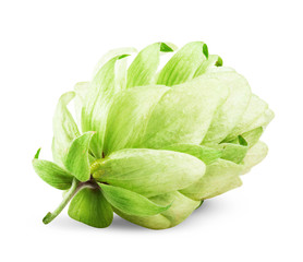 Fresh hops