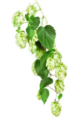 Fresh Hop