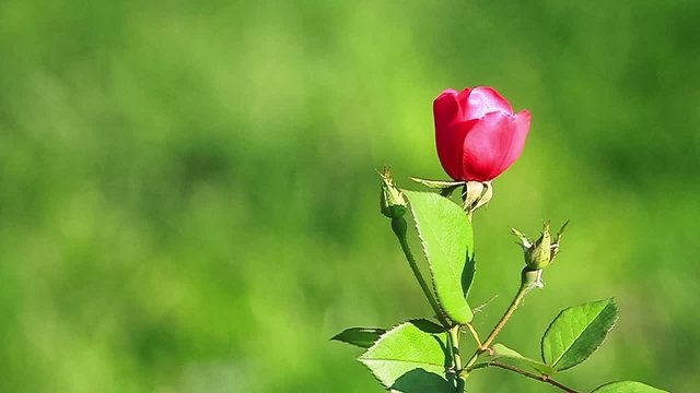 Beautiful red rose isolated on green background