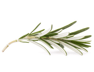 rosemary herb spice leaves isolated on white background cutout