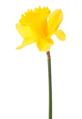 Rolgordijnen Daffodil flower or narcissus isolated on white background cutout © Natika