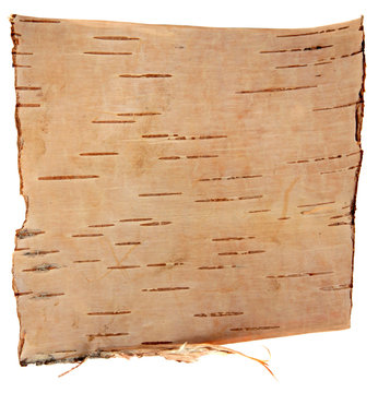birch bark isolated on a white background