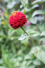 Zinnia