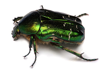 Green beetle. Rose chafer (cetonia aurata)