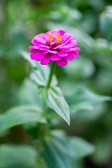 Obraz premium Zinnia