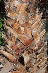 palm tree bast
