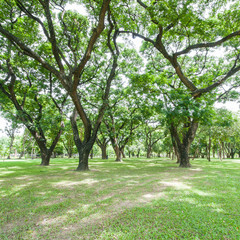 Fototapeta na wymiar summer park, trees
