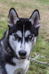 Husky