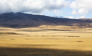 Fototapeta na wymiar Maasai herding cattle in Ngorongoro