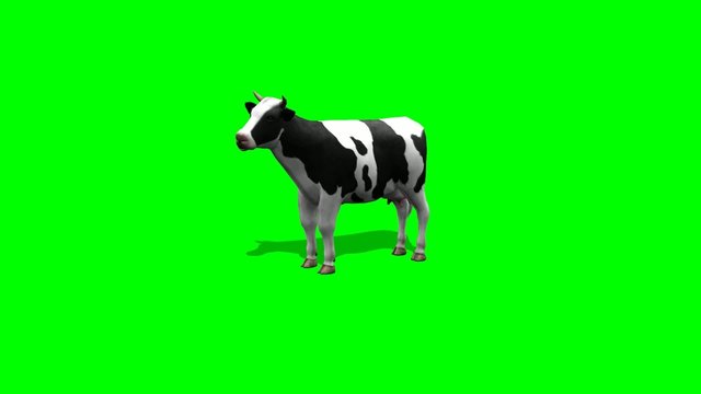 cow stands and chews - 2 different views - green screen