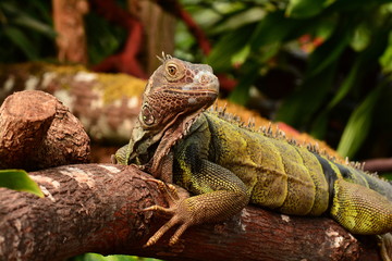 Iguana portrait