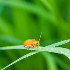 Ladybug running along on blade of green grass. Beautiful nature