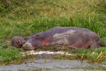 Sleeping hippo calf