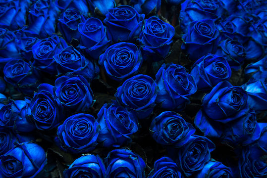 Fototapeta niebieskie róże