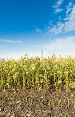 Soybean field ripe just before harvest, agricultural landscape