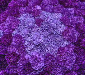 purple carnations