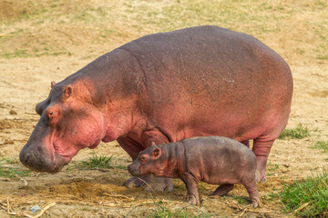 Hippo walking with baby hippo