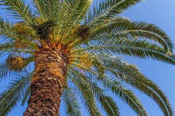 Fototapeta na wymiar Palm Tree From Below