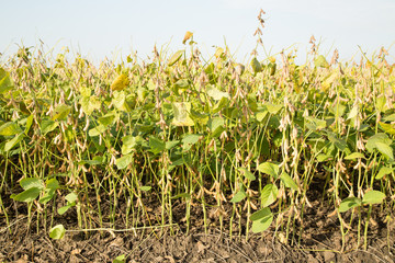 Obraz premium Soybean field ripe just before harvest, agricultural landscape