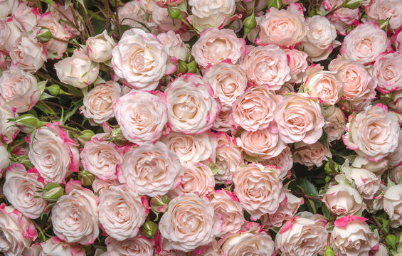 white-pink roses