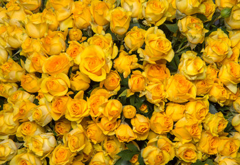 yellow roses
