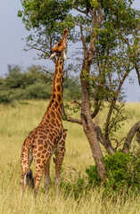 Giraffe eating